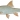 Orange-Vaal Largemouth Yellowfish (Labeobarbus kimberleyensis)