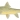 Lowveld Largescale yellowfish (Labeobarbus marequensis)