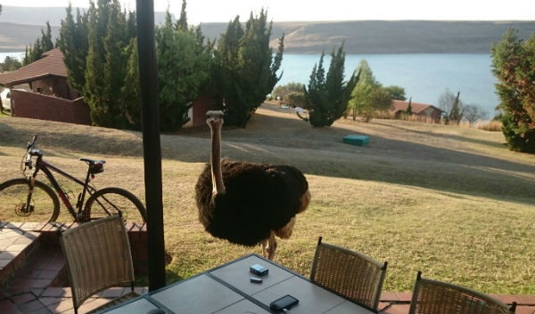 View of Sterkfontein Dam from Qwantani, plus ostrich