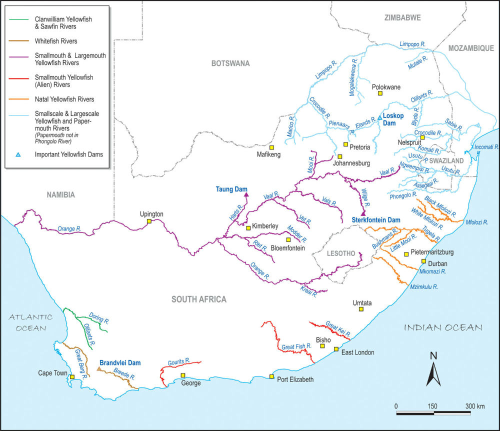 distribution of yellowfish in South Africa