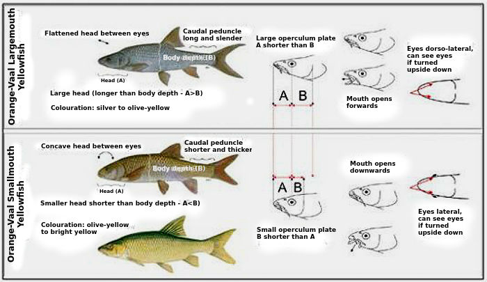 largemouth vs smallmouth yellowfish