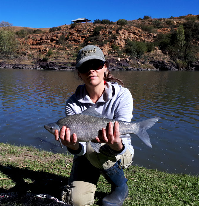 flamingos vaal river another mudfish