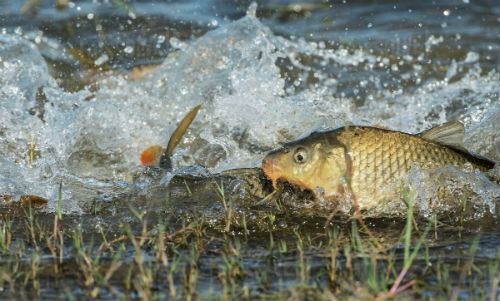 carp spawning grass