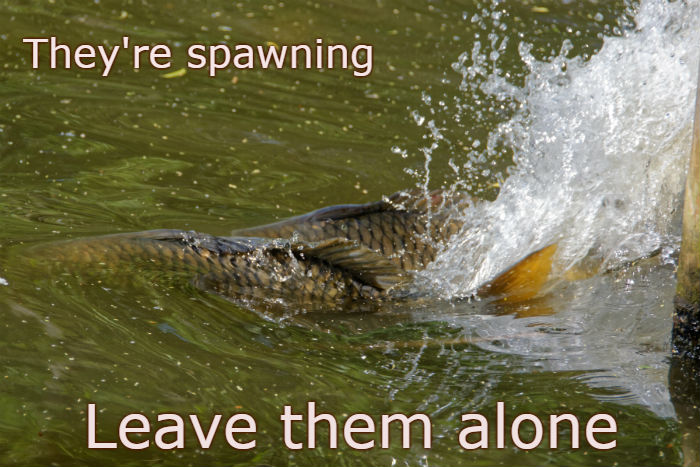 carp spawning leave alone
