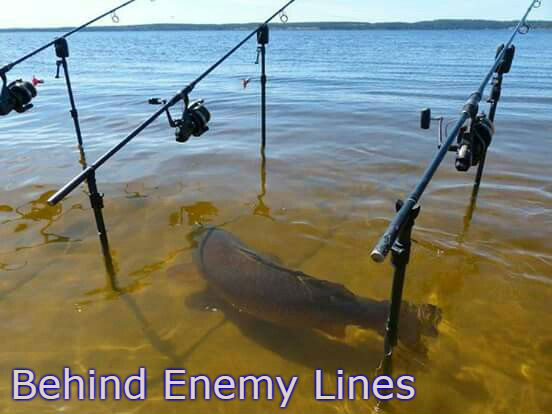 carp swimming between rods