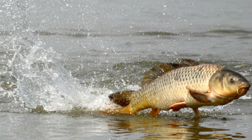 porpoising carp