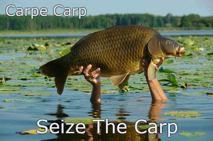 seize the carp