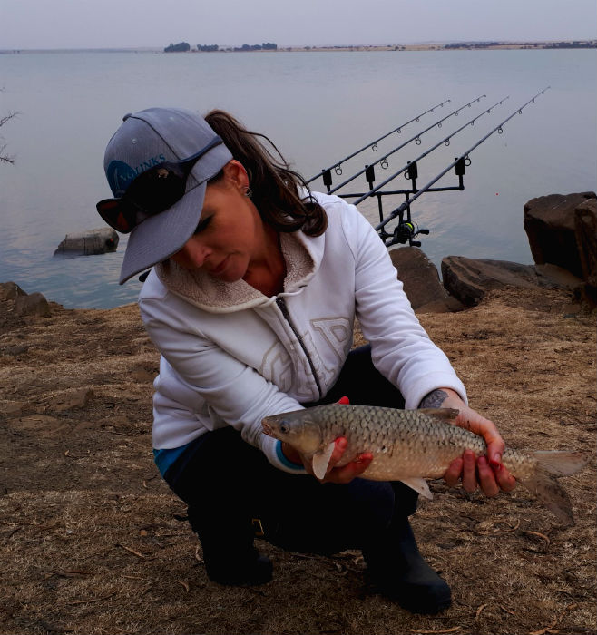 koppies dam nature reserve yellowfish