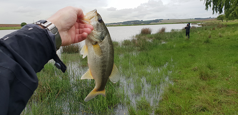 A bass caught on the far side of the dam at Willow Tree Cottage