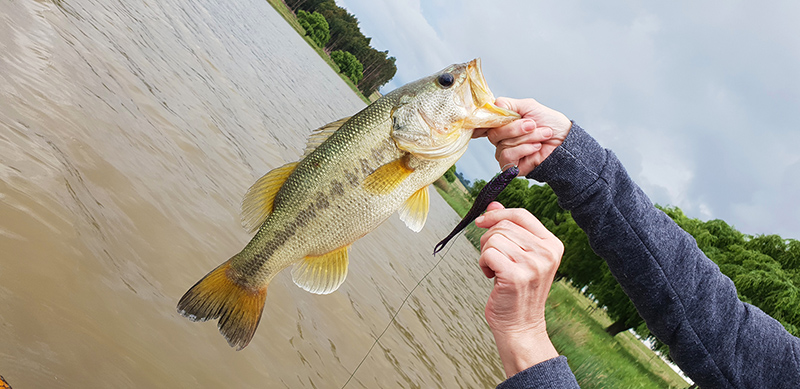 A bass caught from the boat at Willow Tree Cottage
