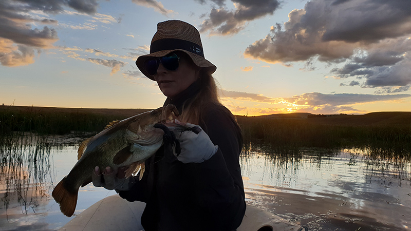 A bass caught at sunset at Little Long Creek