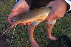 A baby barbel