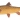 Clanwilliam yellowfish (Labeobarbus capensis)