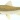 Incomati chiselmouth yellowfish