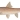 KwaZulu-Natal (Labeobarbus natalensis)