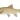 Orange-Vaal Smallmouth Yellowfish (Labeobarbus aeneus)