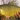 Smallmouth yellowfish