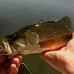 beacon vlei frog bass