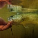 midmar dam bass fishing release