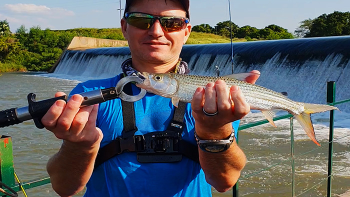 komati river tiger fishing only catch