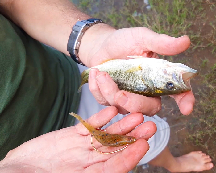 bell park dam baby bass