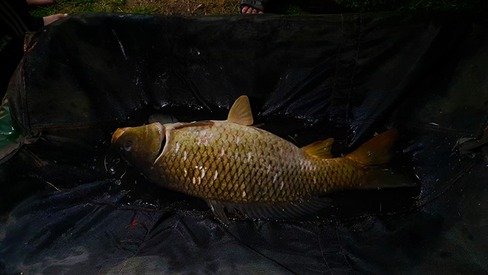 bergsig trout farm carp