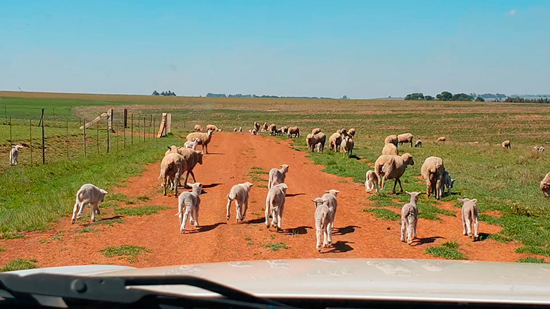 Sheep running in front of car at Green Thumb Ermelo