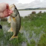 A willow tree cottage bass caught on the far side