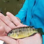 Vlei kurper on girl's hand