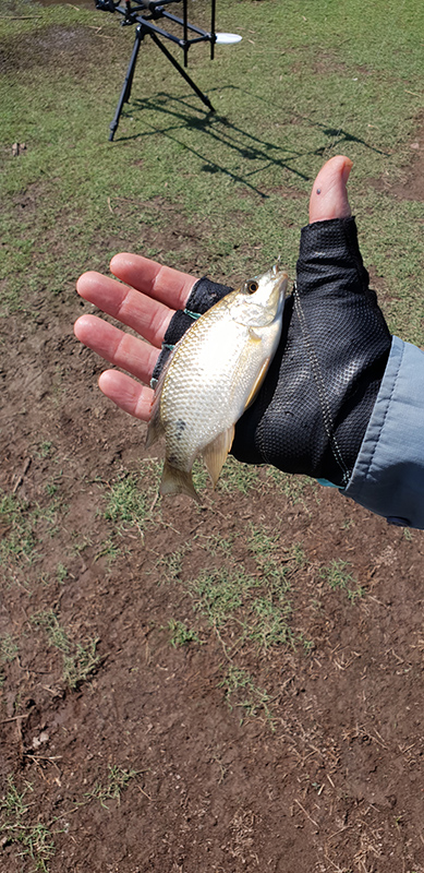 Small kurper caught at Marulani at Loskop dam