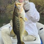 olifants river presidentsrus gir lwith big bass