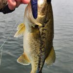 Small bass caught in the Olifants River