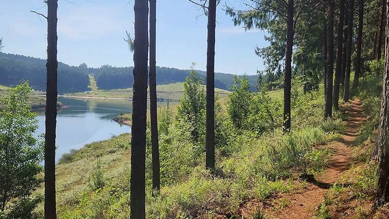 Forest view of Ebenezer Dam below Stanford Lake Lodge