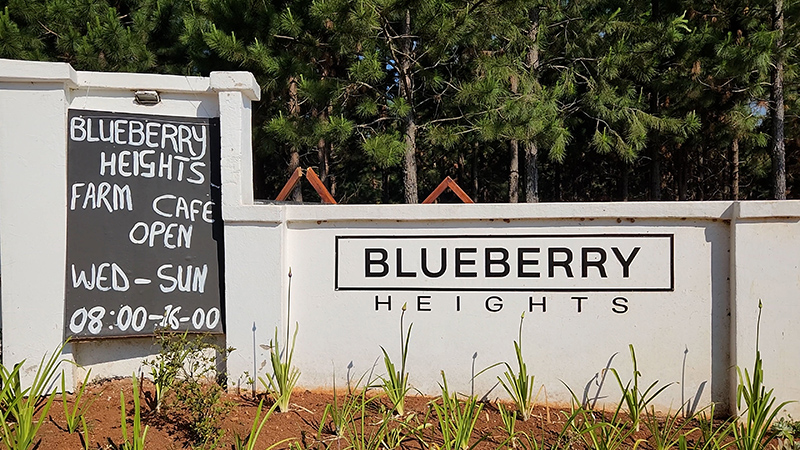 Blueberry cafe in Magoebaskloof