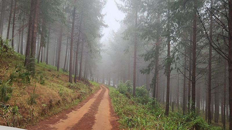 Misty forest at Stanford Lake Lodge