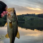 Small bass caught during sunset at Stanford Lake Lodge