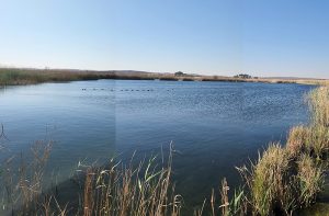 Twitcher’s Eden \ Klerkskraal Dam – Sep 2024