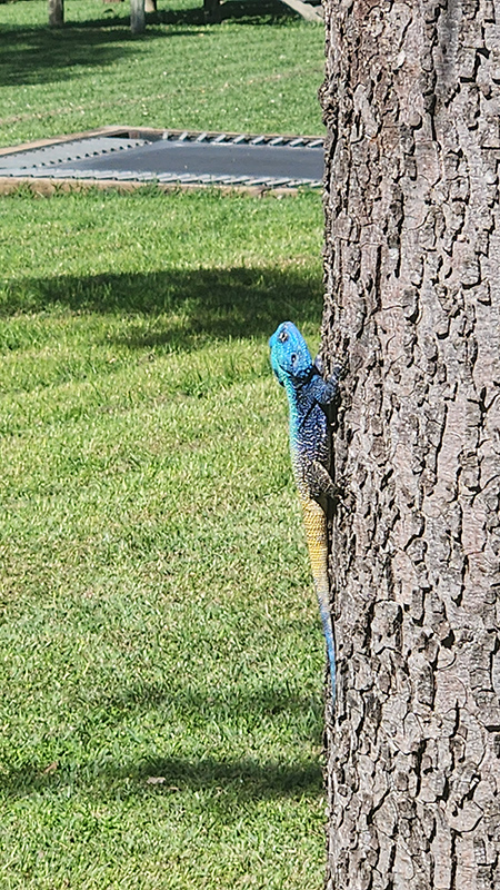 Waterberg Farmstay lizard